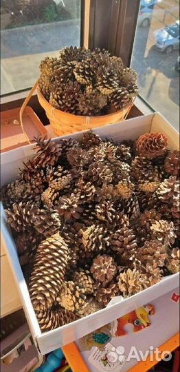 Шишки еловые и сосновые сухие