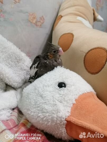 Попугай корелла птенец