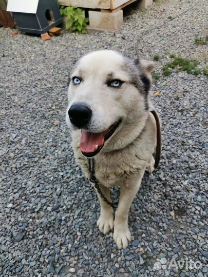 Отдам бесплатно в добрые руки