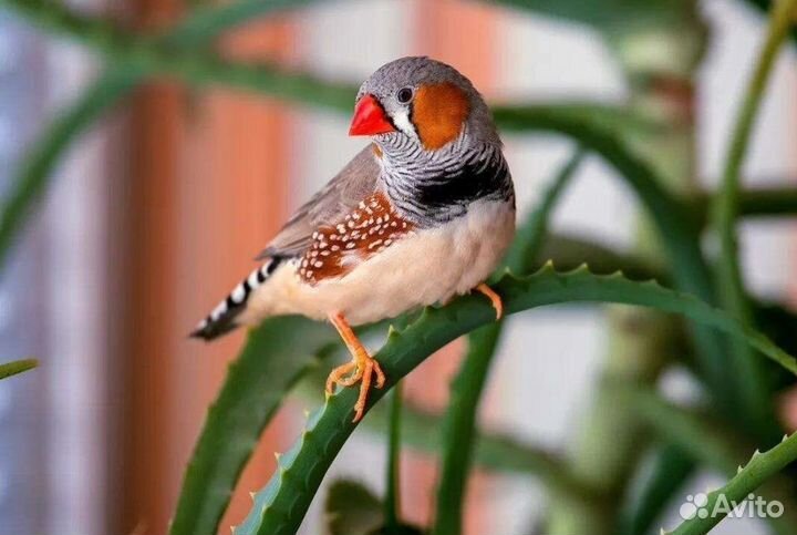 Амадины зебровые