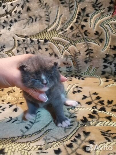 Котята девочки в добрые руки