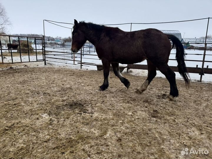 Жеребец производитель