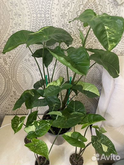 Сингониум Панда