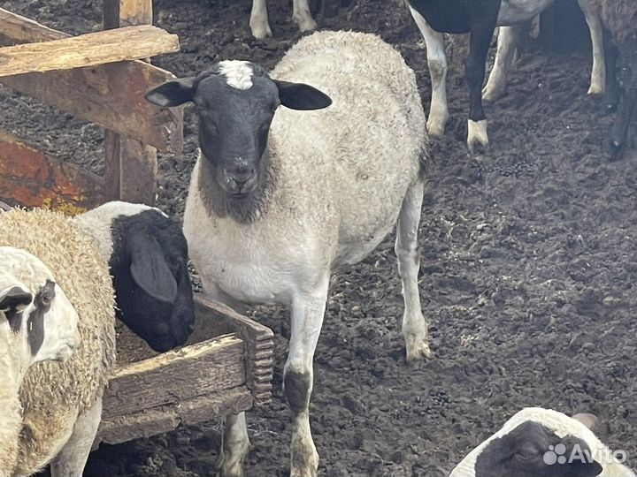 Бараны на племя - дорпер 100 и 93,75 процентный