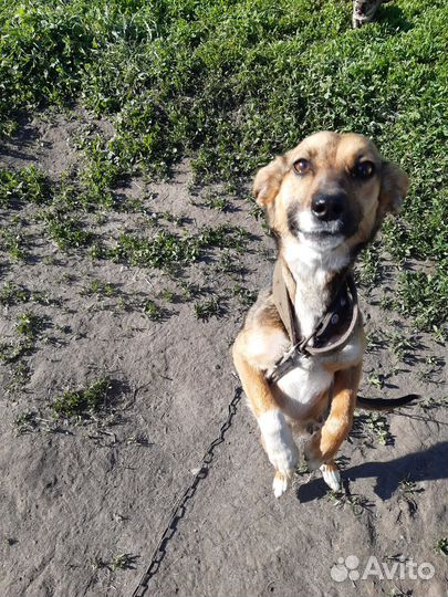 Отдам в добрые руки щенков породы двортерьер