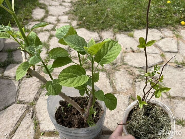 Лимонник, гортензия белая древовидная