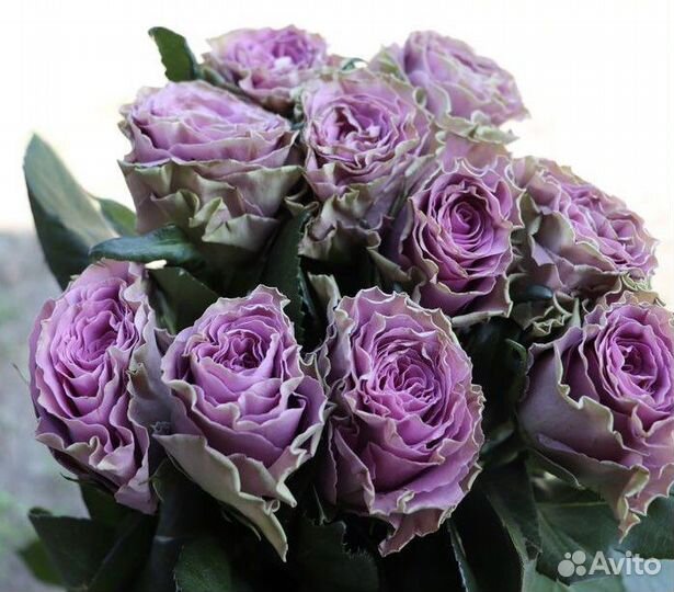 Розы элитные саженцы закрытая корневая