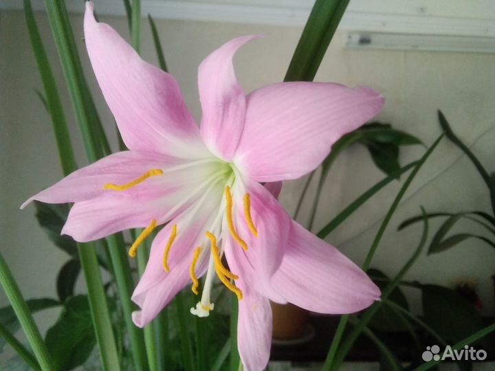 Зефирантес розовый