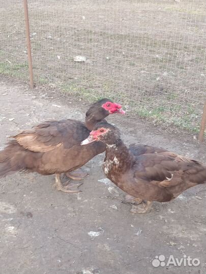 Тяжелой линии. 7мь дней. Индоутята