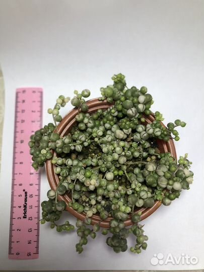 Крестовник роули вариегатный