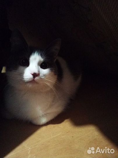 Кошка в дар