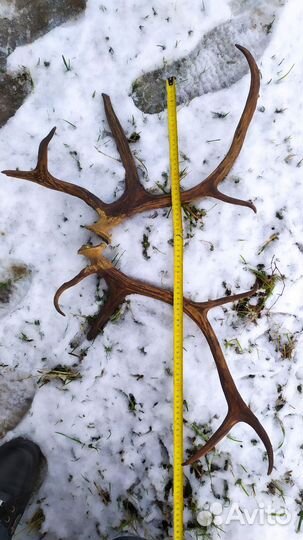 Рога оленя северного