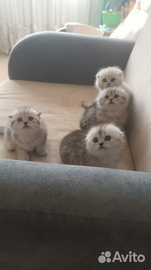 Шотландская