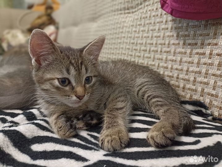Отдам котят в добрые руки