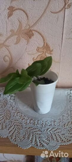 Традесканция ампельная, зеленая