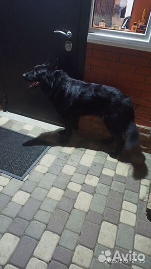 Вязка собак немецкая овчарка