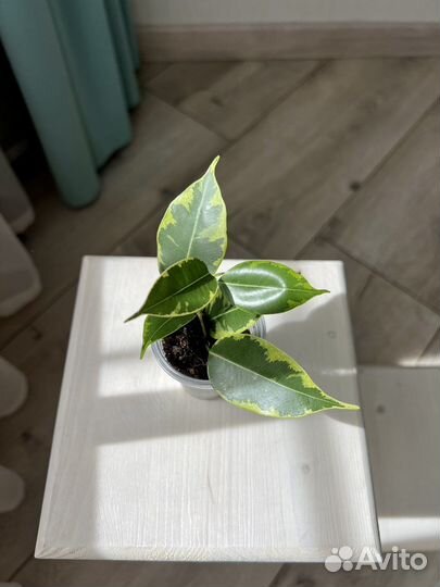 Фикусы Голден Моник, Голден Кинг