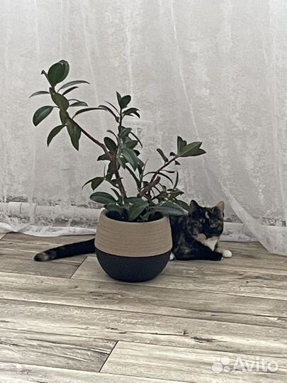 Отдам в добрые руки