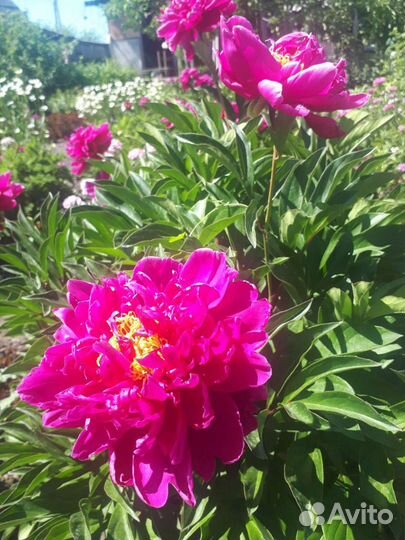 Марьин корень пионовидный