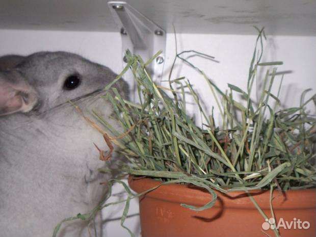 Сено в мешках