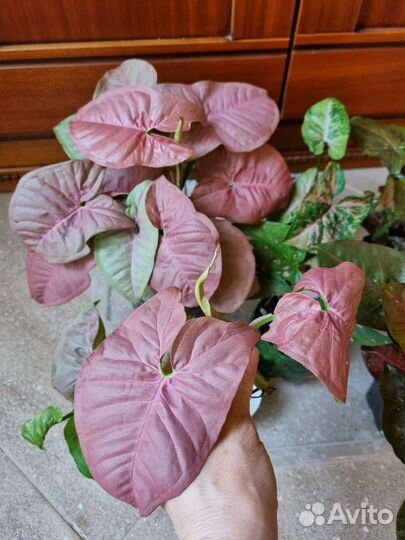 Сингониумы сортовые 1