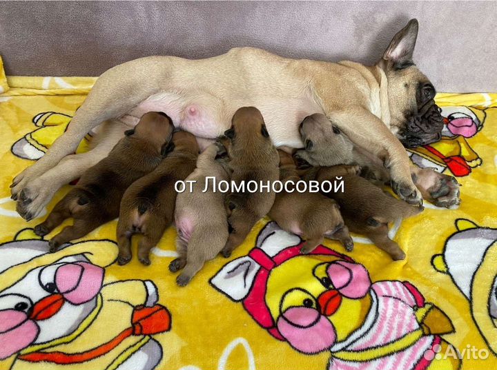 Щенки французского бульдога,Питомник