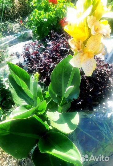 Канны, каллы