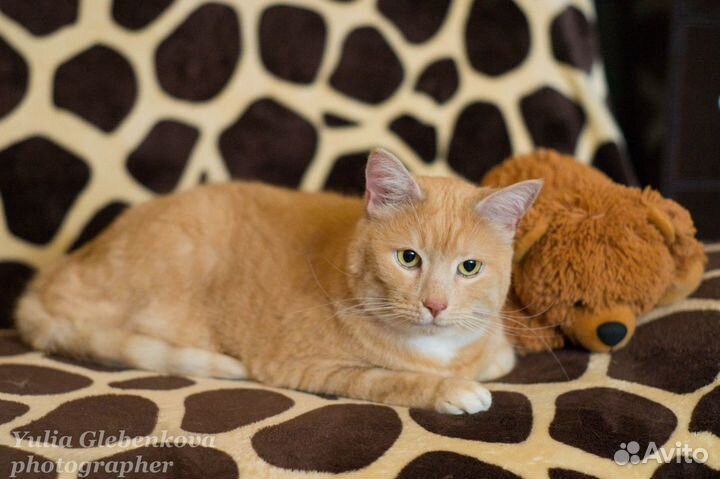 Котик Пирожок - ищет дом