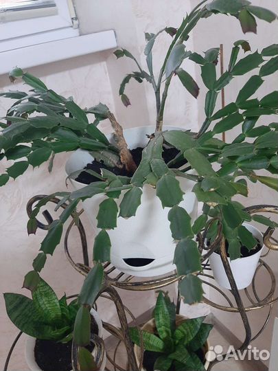 Цветок декабрист