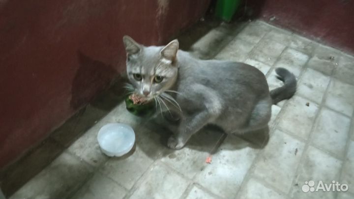 Ищем дом для кота