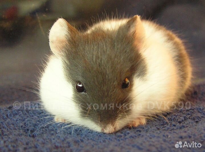 Хомячок пятнистый из питомника