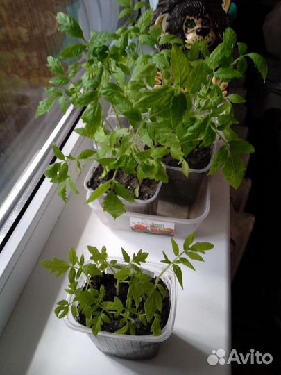 Рассада помидор домашние