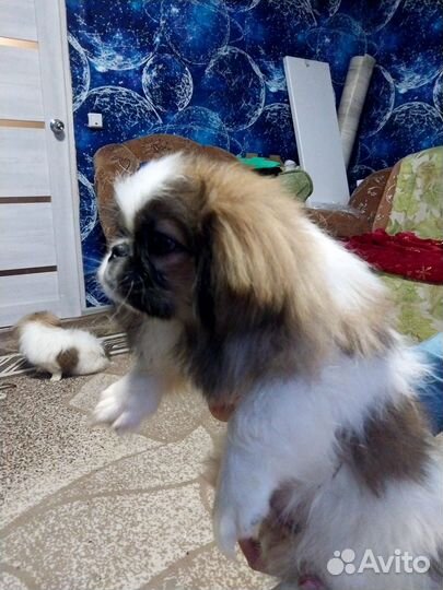 Щенки пекинеса