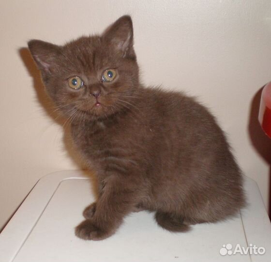 Британская