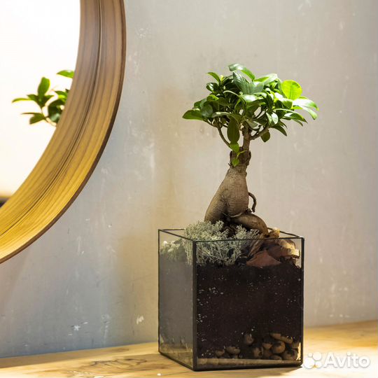 Бонсай дерево живое в кашпо