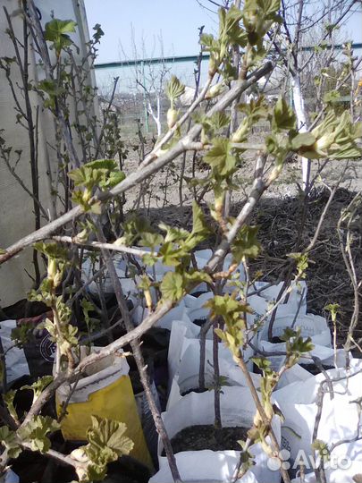 Форзиция, спирея, смородина, сирень 3 видов