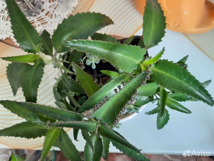 Каланхоэ и суккуленты