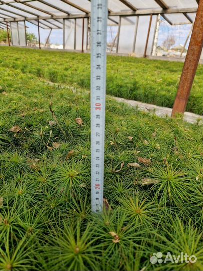 Сеянцы сосны зкс опт