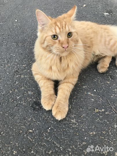 Друг на час