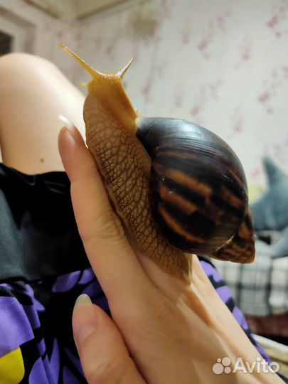 Улитки Ахатины