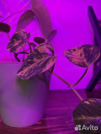 Эпипремнум