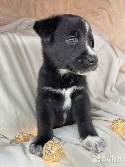 Щенки лабрадора