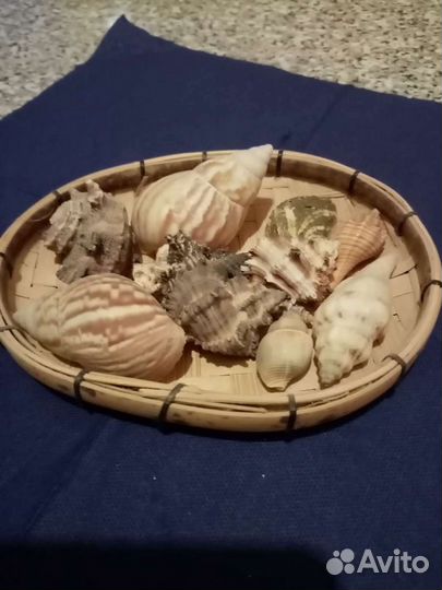Морские ракушки