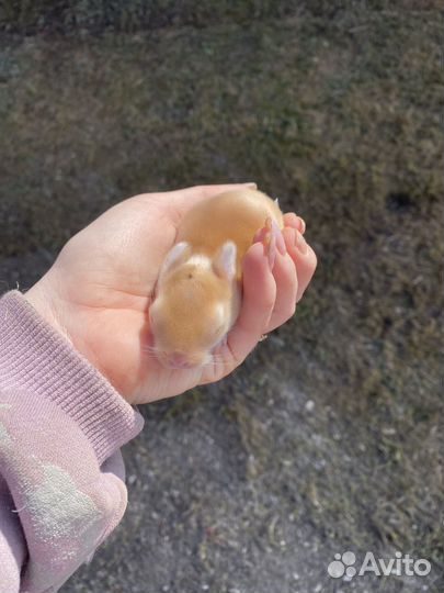 Малыши декоративного кролика