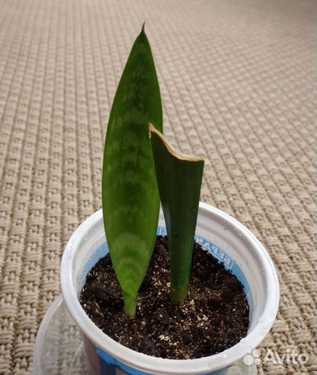 Сансевиерия, щучий хвост, тещин язык