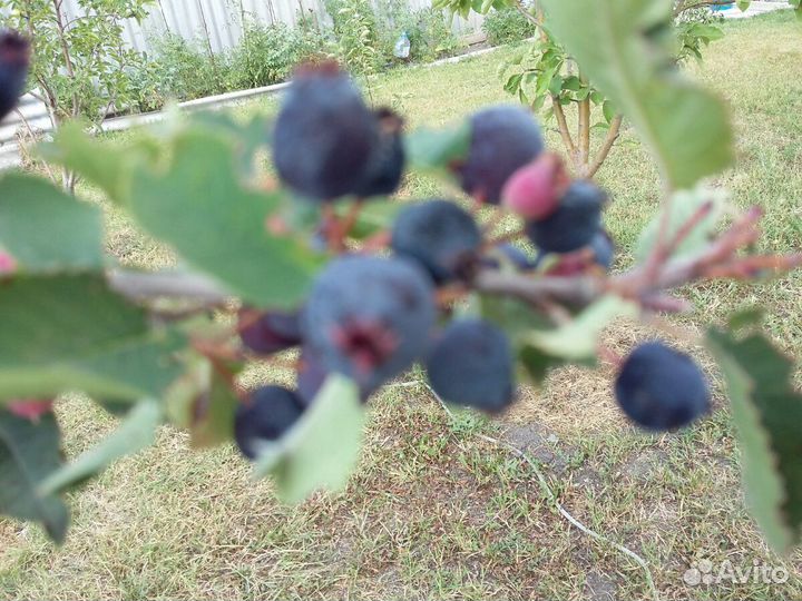 Ирга садовая