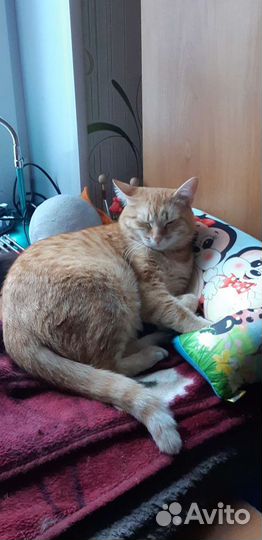 Передержка для кошек