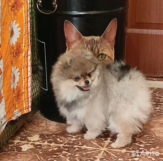 Померанский шпиц мини(мальчик)