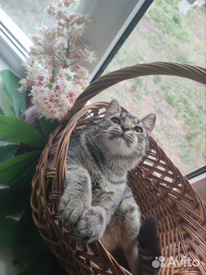 Котик-подросток в добрые руки