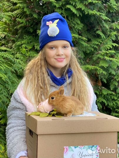 Мини кролики декоративные